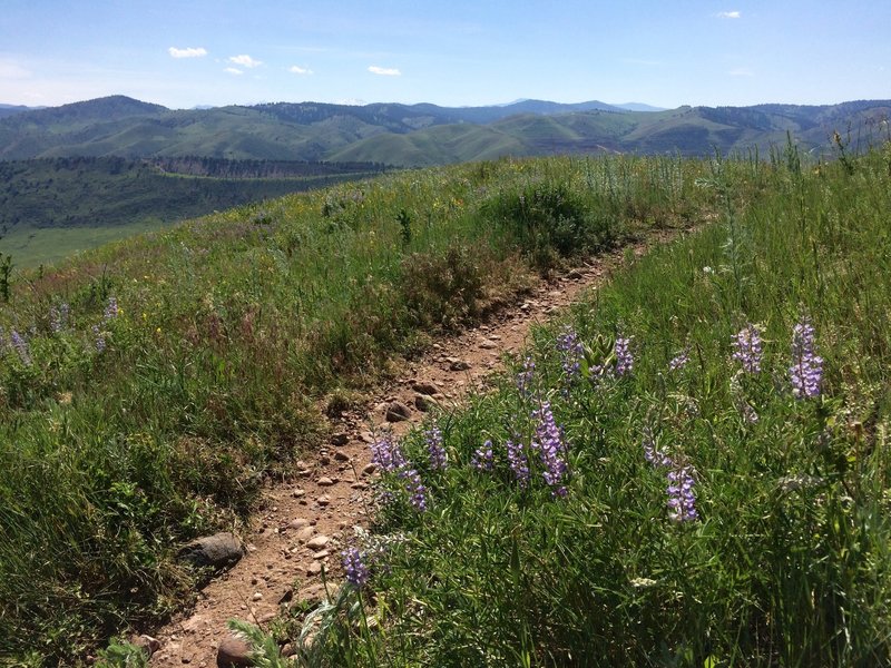 As you might guess, the Summit Loop has some of the best views in the area.