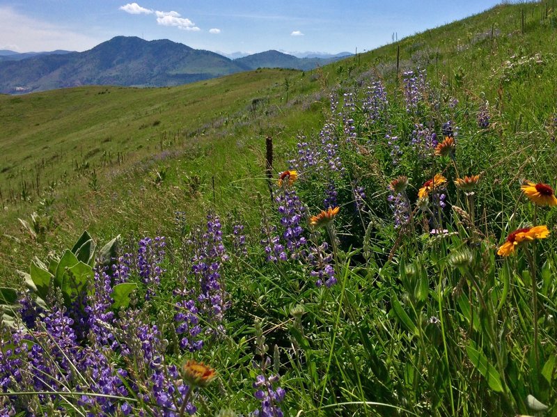 Beautiful scenery on the Hayden Trail.