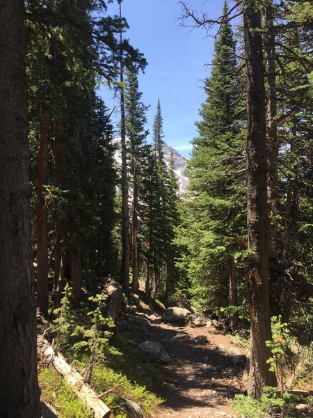 Gore Range through the trees