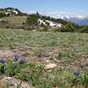 Early season wildflowers along the Wingle Ridge Trail