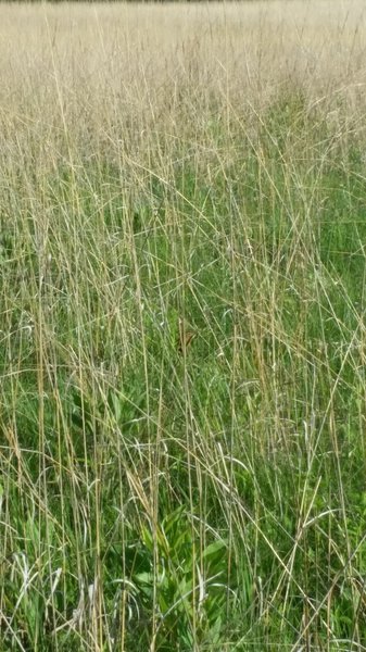 Wild grasses