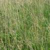 Wild grasses