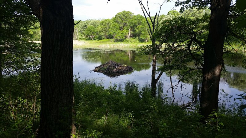 Beaver lodge