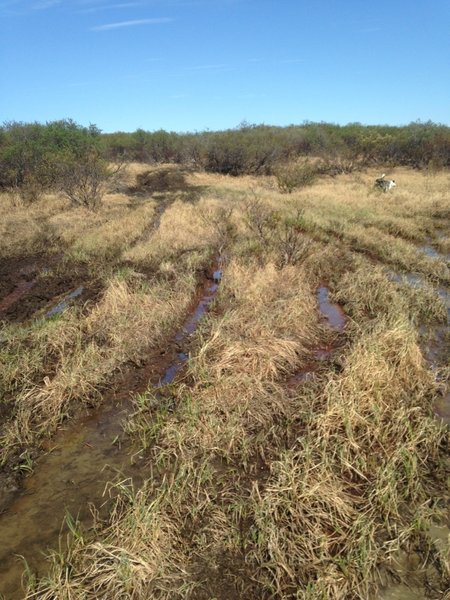 Four Wheelers have really torn up sections of the early trail ( first 5 miles in spots). Stay to the left to avoid losing a shoe.