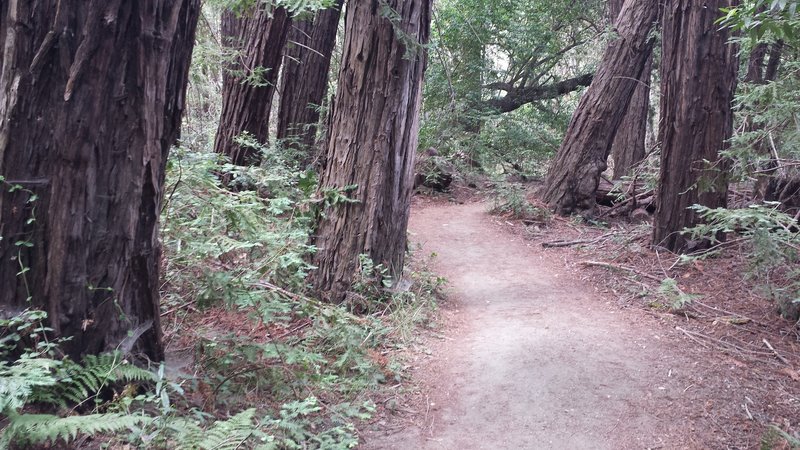 Winding through the redwoods