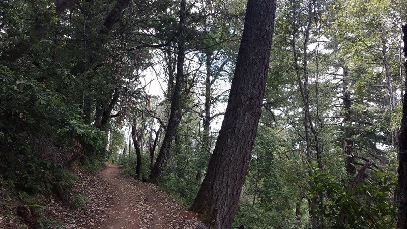 Heading up to Skyline, with views of the bay on the right