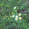 Stop to enjoy the wildflowers, especially if you get tired going up the hill.