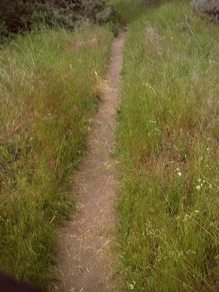 Typical portion of trail