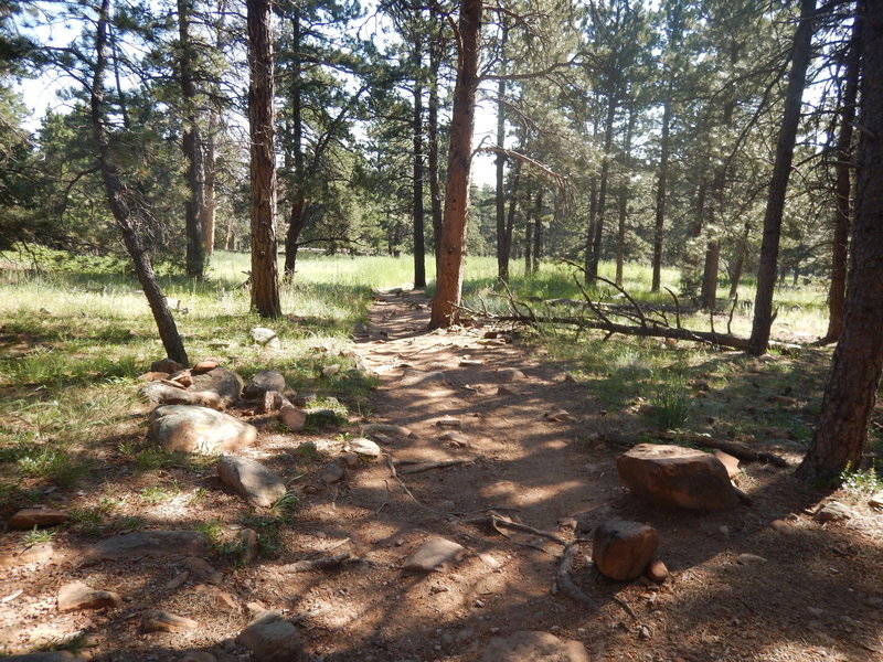 Wide, easy to follow Bluebell Mesa Trail