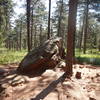 Kinds will enjoy scrambling on the boulders scattered around here