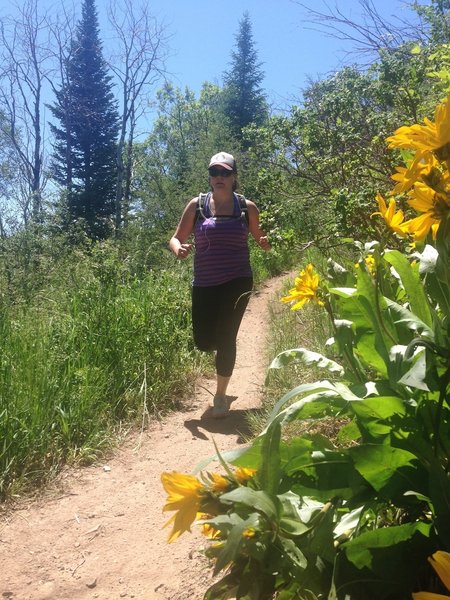 Descending Lupine in early summer with sunflowers in full bloom