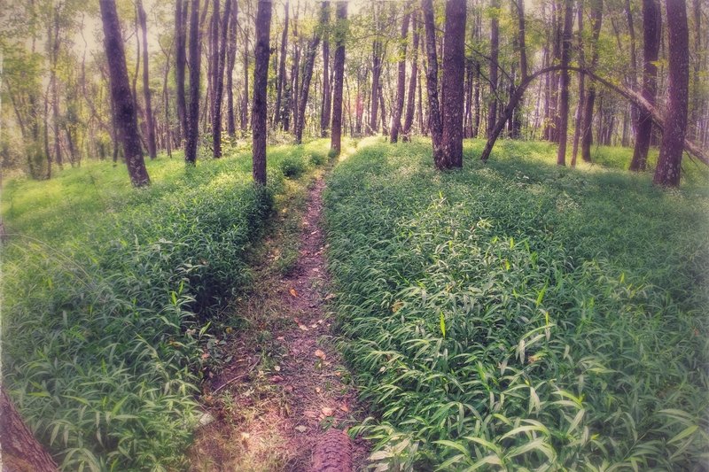 Classic South Park singletrack.