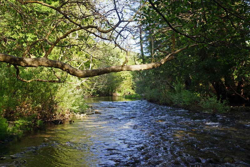 Andrew Molera State Park, River Trail, Big Sur River