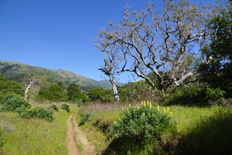 River Trail, Andrew Molera.