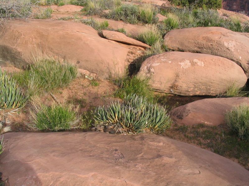 Typical cactus and grasses on the rim (photo by Ken Lund)