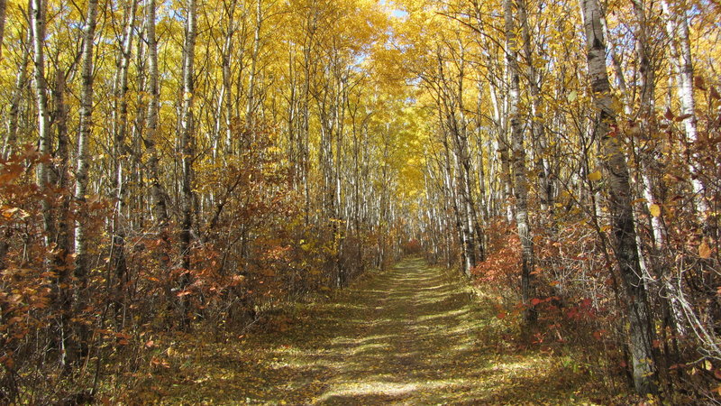 Birds Hill Provincial Park, Manitoba (481672)