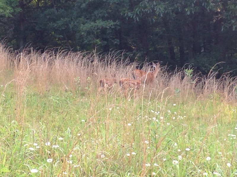 Some baby deer and their mother along the trail.