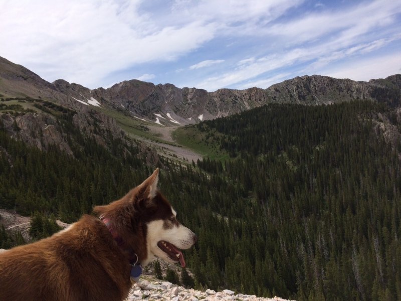 Ultradog enjoying the view.