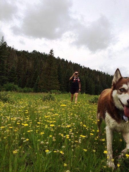 Lush grass through Horse Thief Meadows