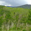 Looking east towards the Gore Range