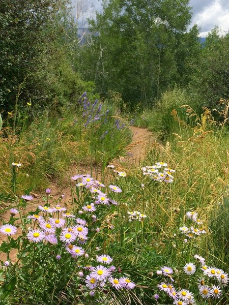 Great wildflowers in early July