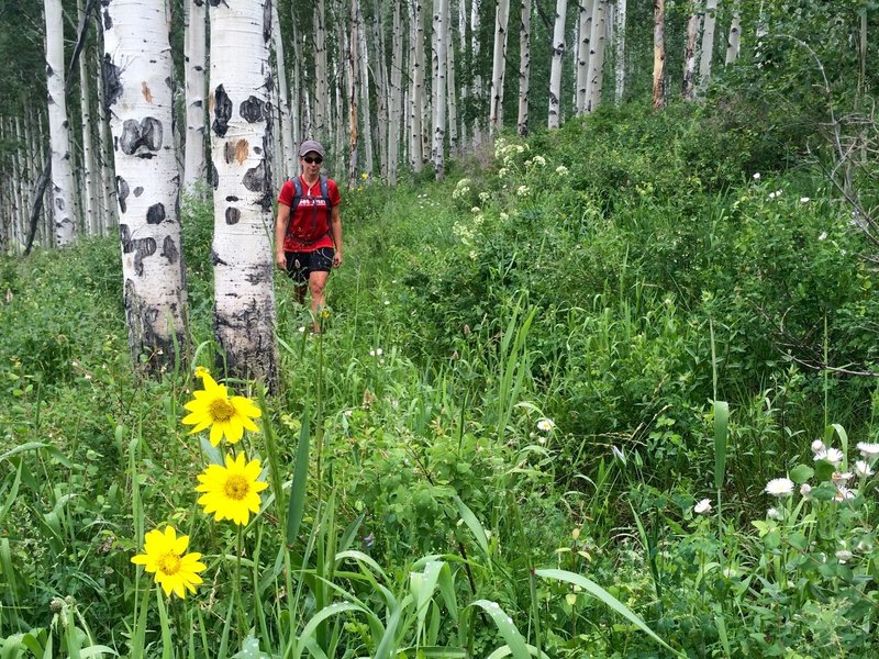 The aspen forests get jungle-like on wet year.