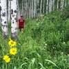 The aspen forests get jungle-like on wet year.