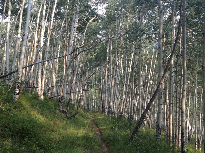 A great stretch of trail that seems to be on an abandoned road.