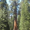 General Sherman Tree