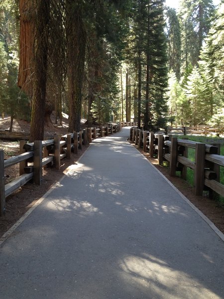 Congress Trail, Sequoia National Park