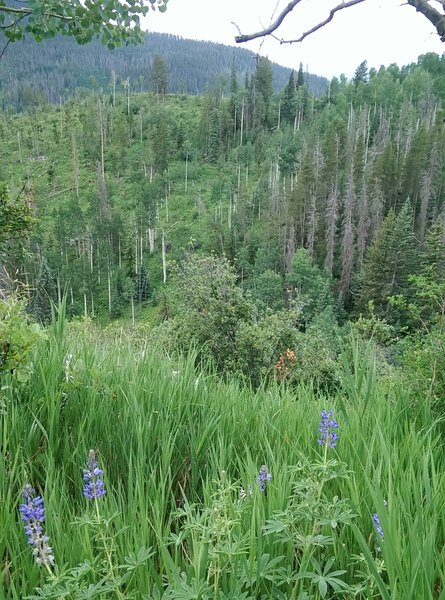 Be prepared for amazing wildflowers on this trail!