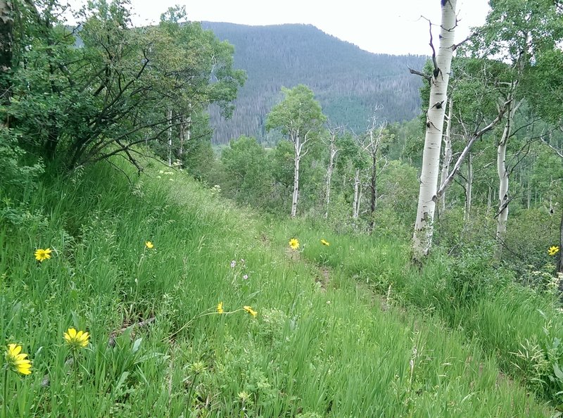 The start of the aspen groves along the North Trail