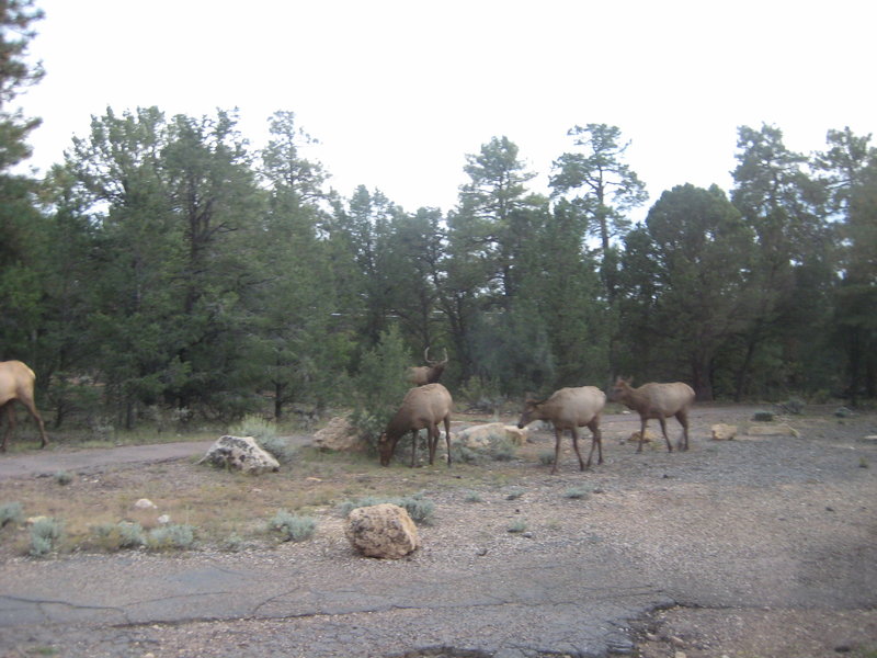 The locals of Mather Campground