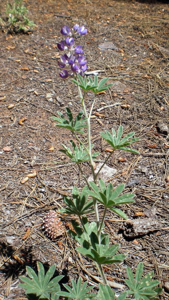 Wild Lupine