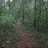 Pine straw covers the Piney Loop Trail