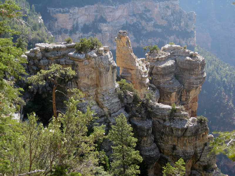 Along the North Rim, Widforss trail (photo by brewbooks)