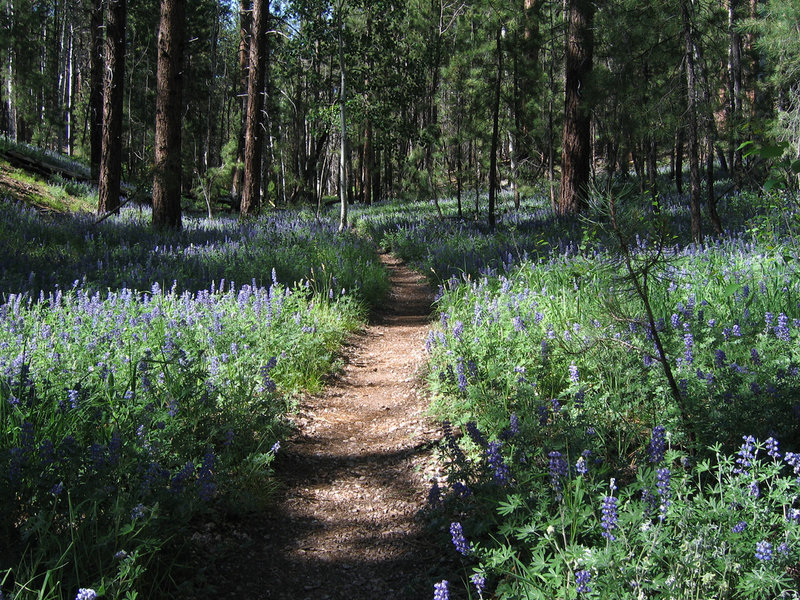 Grand Canyon's North Rim - Widforss Trail (photo by Joshua Eckert)