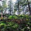 Stay cool in the shade of the pines. Switchback trails lead to the top of the ridge revealing stunning views of the valley below.