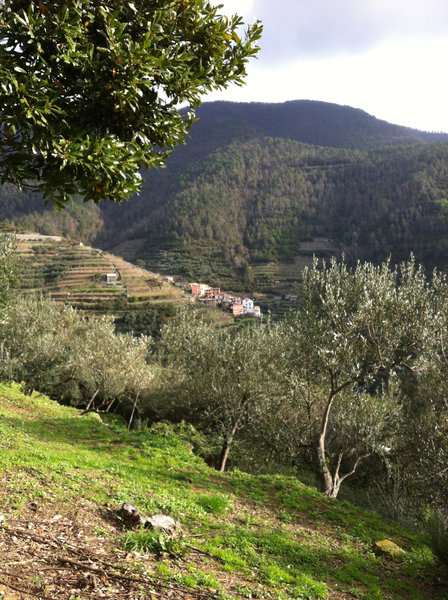 View of Groppo through the olive trees