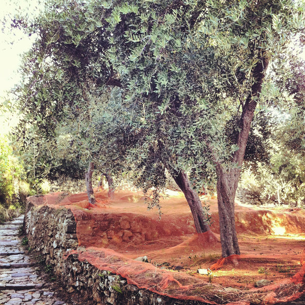 Olive trees along the trail