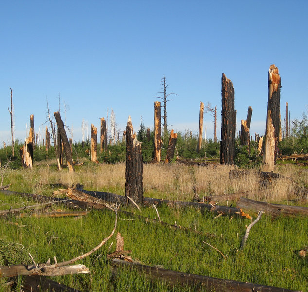 The burn area on Saddle Mountain Trail (photo by brewbooks)