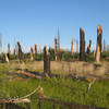 The burn area on Saddle Mountain Trail (photo by brewbooks)