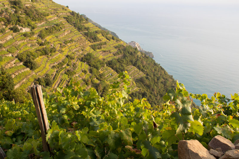 View of terraced vineyards and Manarola in the distance