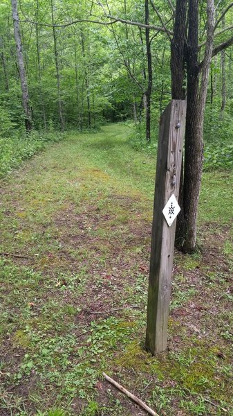 300 miles to the other end; or, it all begins with a small white turtle