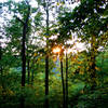 Sunset along the Forest Trail