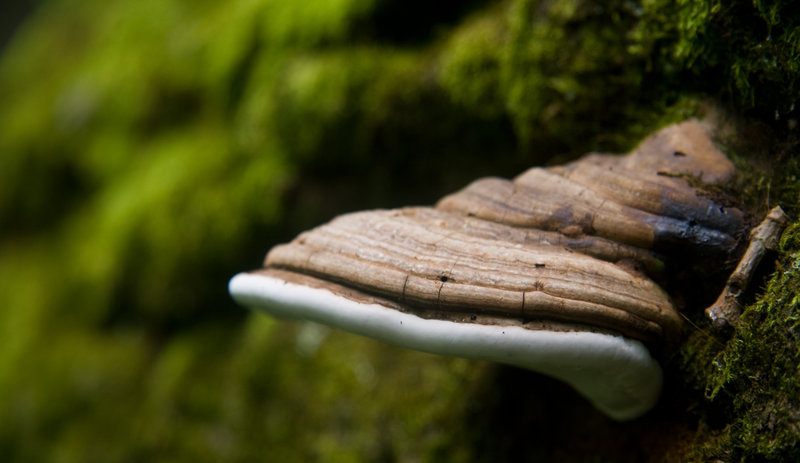 Mushroom on a mossy log