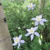 Columbine with Round-leaf Snowberry bush in the background on the right.