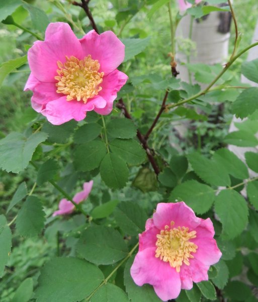 Wild rose bushes flourish along the trail.