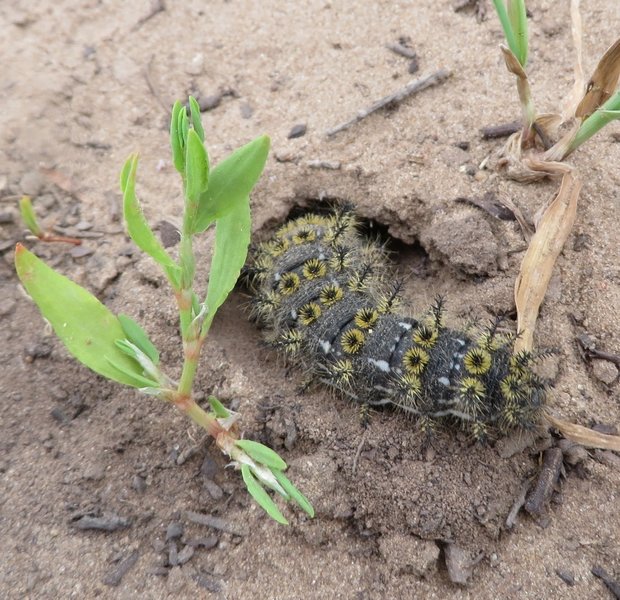 Hera Buckmoth caterpillar digging a hole from where it will emerge later this season as a moth. Quite alien looking with its yellow circles and its spiky spines.