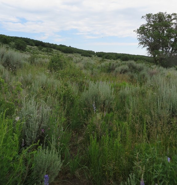 The gap in the hedge ahead helps keep you on the trial through this thick grassy area.